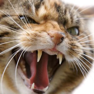 � ������� ��������� �������� �����